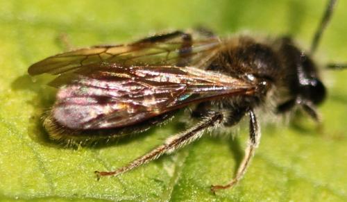 Réf. 117 965 : Andrena chrysosceles