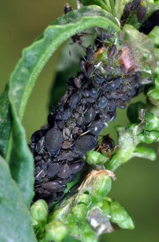 Aphis rumicis