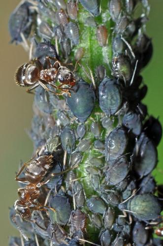 Aphis rumicis