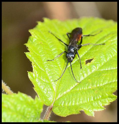 Priocnemis sp.
