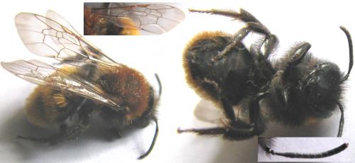 Andrena fulva