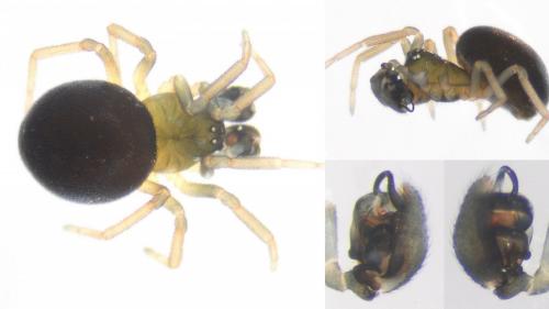 Ceratinella scabrosa