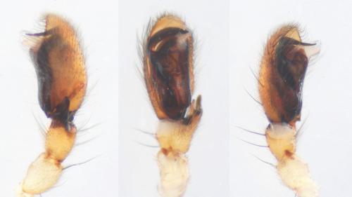 Réf. 117 488 : Clubiona terrestris