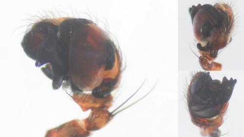 Gibbaranea bituberculata