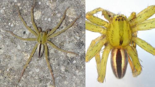 Micrommata ligurina