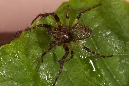 Réf. 117 966 : Gibbaranea gibbosa
