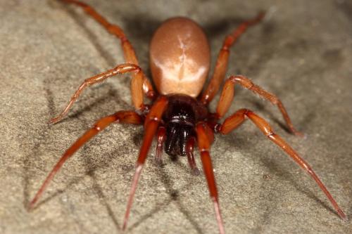 Harpactea rubicunda