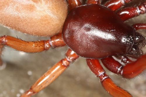Harpactea rubicunda