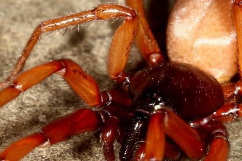 Harpactea rubicunda