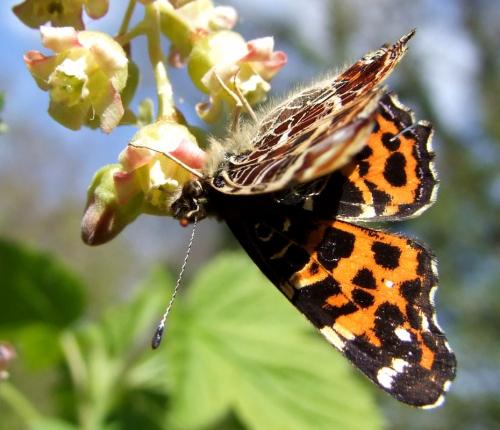 Araschnia levana