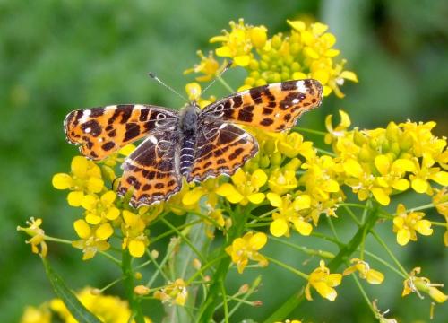 Araschnia levana