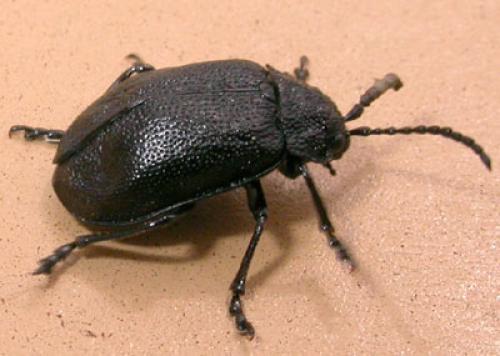 Galeruca angusta