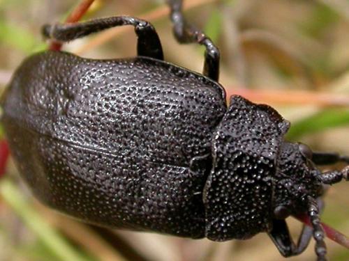 Galeruca angusta