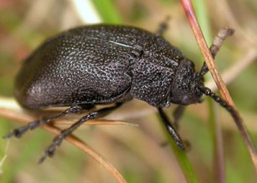 Réf. 117 350 : Galeruca angusta