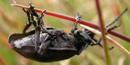 Galeruca angusta