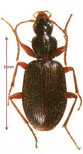 Réf. 117 367 : Atranus pubescens