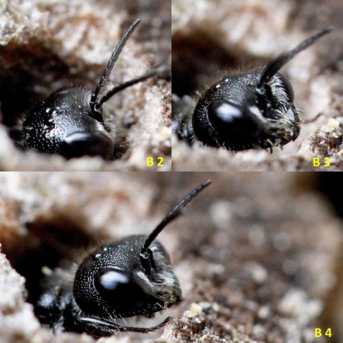Pemphredon sp.