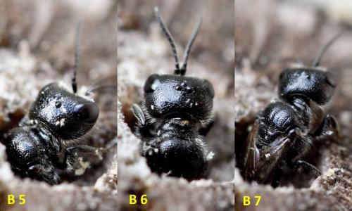 Pemphredon sp.