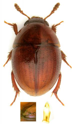 Réf. 117 271 : Leiodes badia