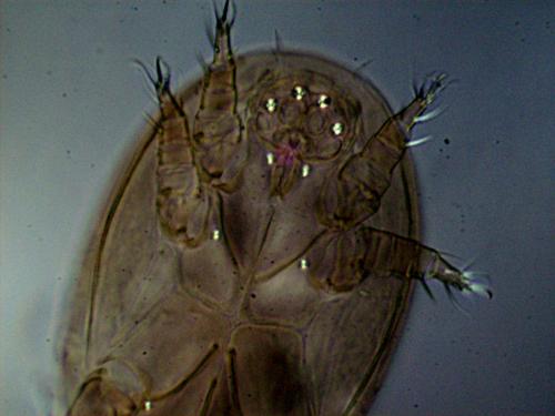 Rhizoglyphus sp.