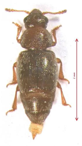 Réf. 117 039 : Brachypterus labiatus