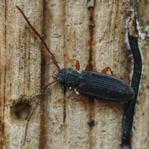 Réf. 117 506 : Uleiota planatus