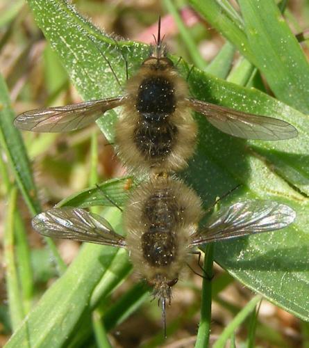 Réf. 117 723 : Bombylius sp.