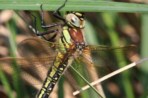 Réf. 117 684 : Brachytron pratense