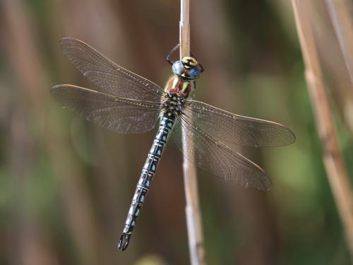 Réf. 117 685 : Brachytron pratense