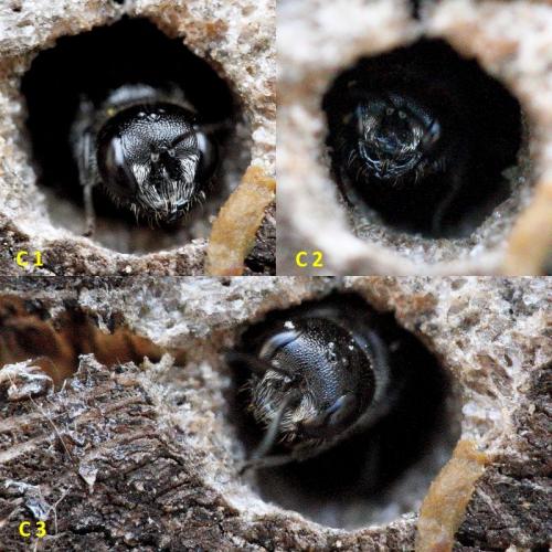 Pemphredon sp.