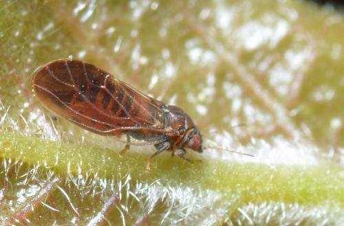 Cacopsylla pruni