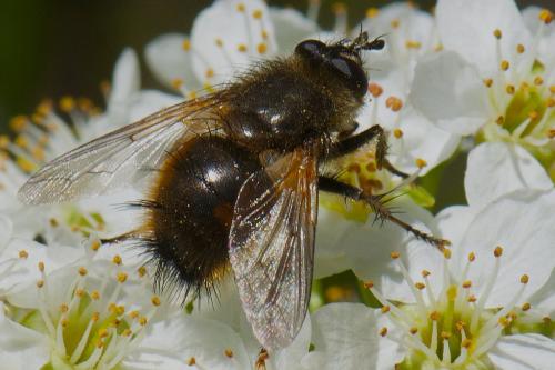 Réf. 117 459 : Tachina lurida