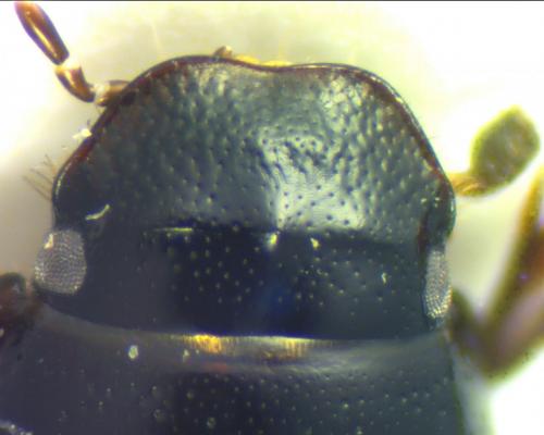 Réf. 117 274 : Calamosternus granarius