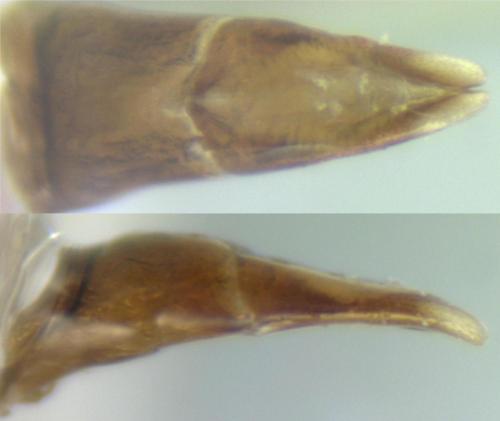 Réf. 117 275 : Calamosternus granarius