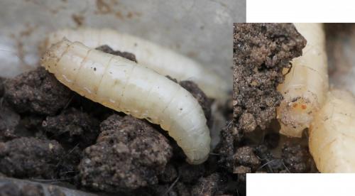 Réf. 117 179 : Calliphora vicina