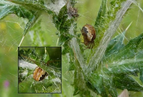 Anelosimus_sl sp.