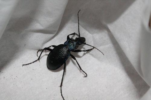 Réf. 117 893 : Carabus problematicus