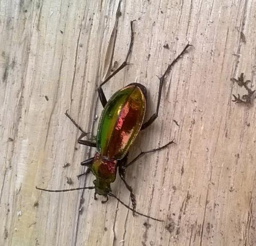 Réf. 117 426 : Carabus splendens