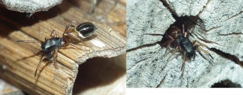 Leptorchestes sp.