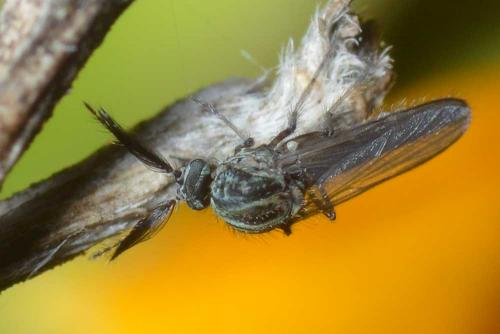 Dasyhelea sp.