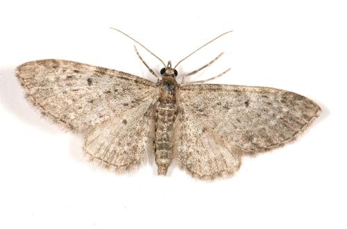 Réf. 117 703 : Eupithecia virgaureata