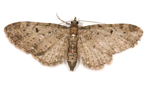 Réf. 117 704 : Eupithecia virgaureata