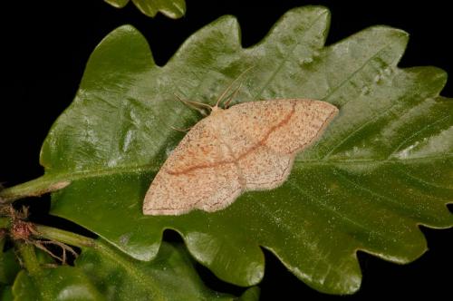 Réf. 117 915 : Cyclophora quercimontaria