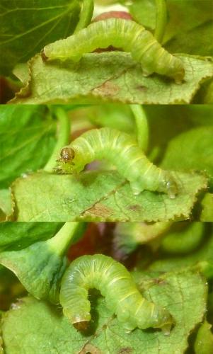 Réf. 117 632 : Pasiphila debiliata