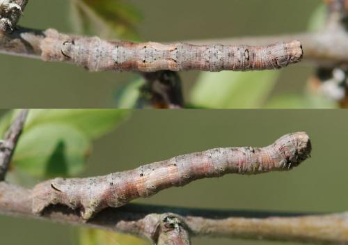 Crocallis elinguaria