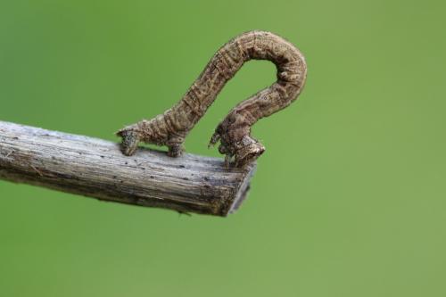 Peribatodes rhomboidaria