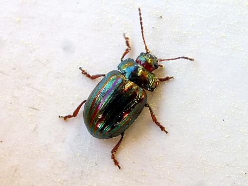 Chrysolina americana