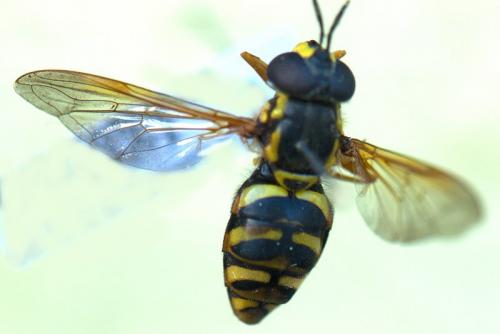 Réf. 117 734 : Chrysotoxum elegans