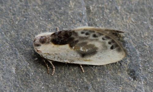 Réf. 117 808 : Cilix glaucata