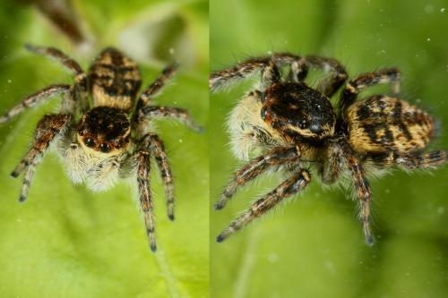 Carrhotus xanthogramma
